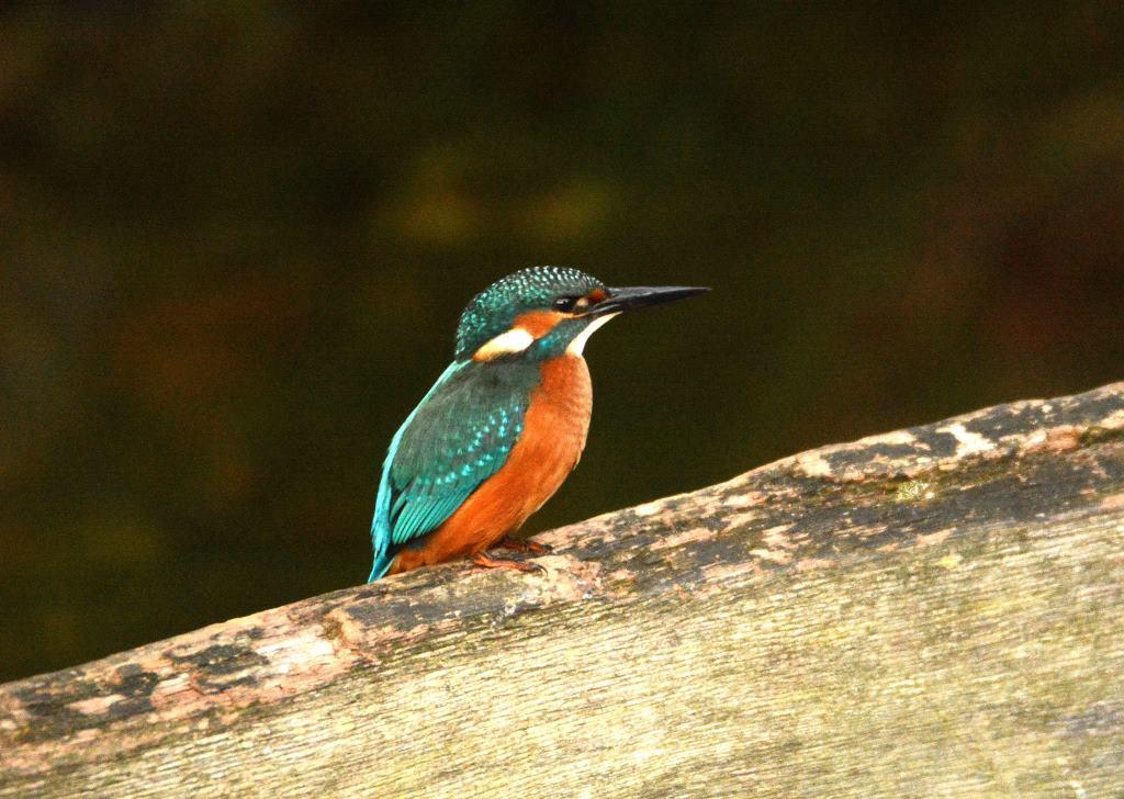 dsc_73660029